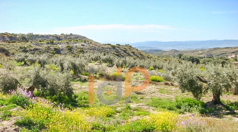 Almería - Huércal-Overa - 9000m2