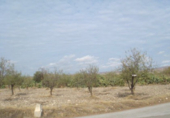 Non-developable land for sale in Huércal-Overa ref: TR32365 photo