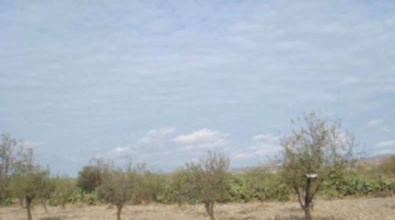 Almería - Huércal-Overa - 5000m2