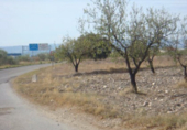 Non-developable land for sale in Huércal-Overa ref: TR32365 photo