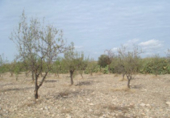 Non-developable land for sale in Huércal-Overa ref: TR32365 photo
