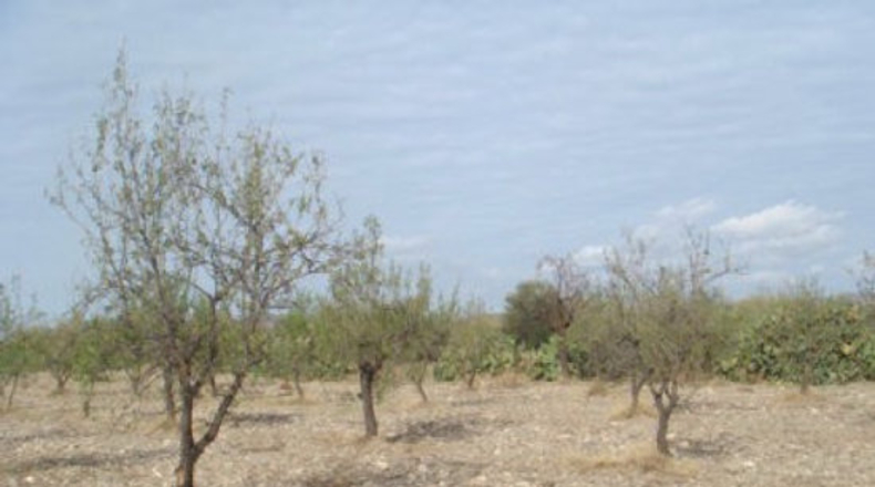 Almería - Huércal-Overa - 5000m2