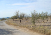 Non-developable land for sale in Huércal-Overa ref: TR32365 photo