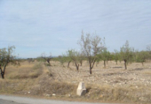 Non-developable land for sale in Huércal-Overa ref: TR32365 photo