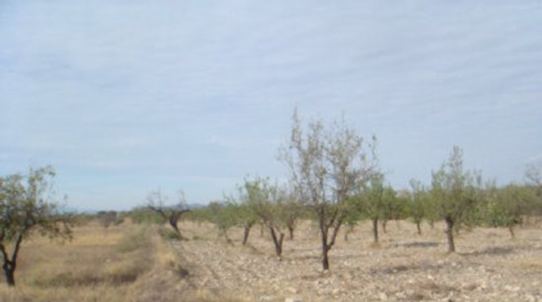 Almería - Huércal-Overa - 5000m2
