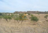 Land suitable for development for sale in Huércal-Overa ref: TR381954 photo