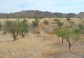 Land suitable for development for sale in Huércal-Overa ref: TR381954 photo