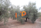 Industrial warehouse for sale in Huércal-Overa ref: TR51078 photo