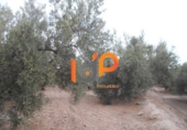 Industrial warehouse for sale in Huércal-Overa ref: TR51078 photo