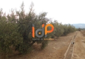 Industrial warehouse for sale in Huércal-Overa ref: TR51078 photo