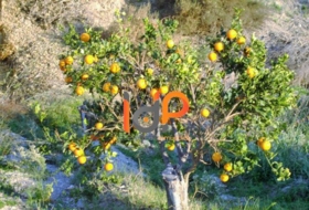 Foto 19