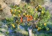 Non-developable land for sale in Huércal-Overa ref: TR22095 photo