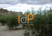 Non-developable land for sale in Huércal-Overa ref: TR22100 photo