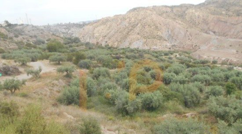Almería - Huércal-Overa - 13113m2