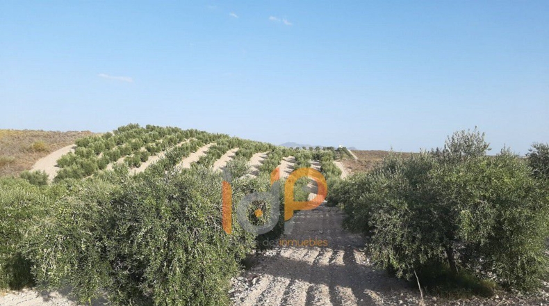 Almería - Carboneras - 100000m2