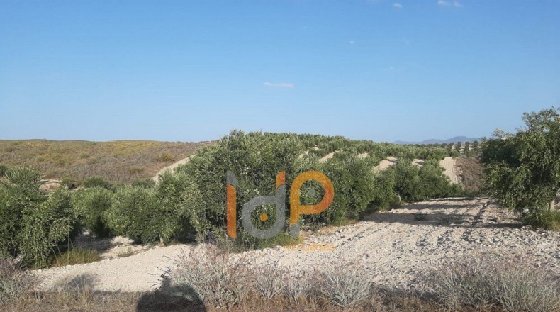 Almería - Carboneras - 100000m2