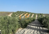 Finca rústica en venta en Albox ref: TR13447 foto