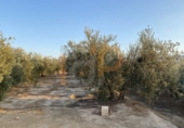 Non-developable land for sale in Huércal-Overa ref: TR382300 photo