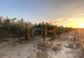 Non-developable land for sale in Huércal-Overa ref: TR382300 photo
