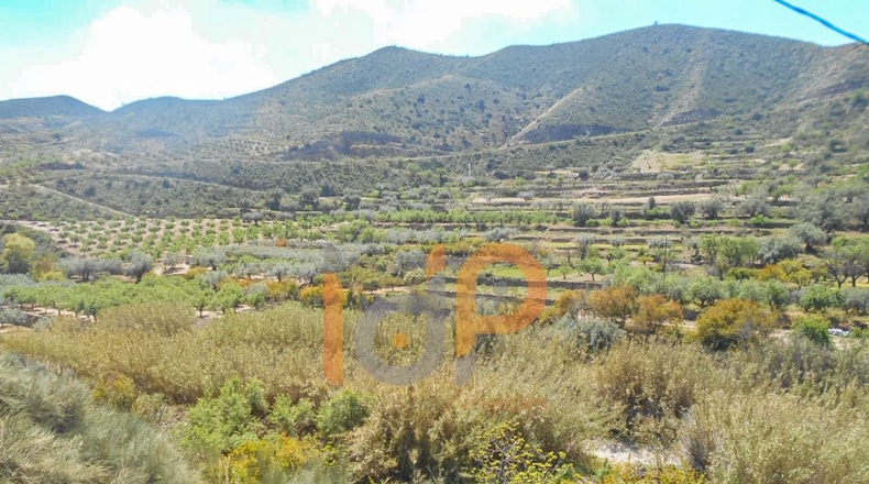 Almería - Cantoria - 7000m2