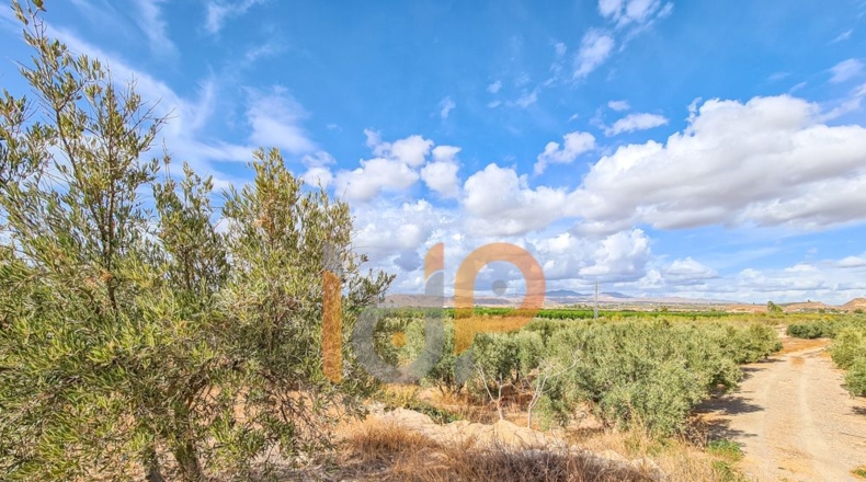 Almería - Huércal-Overa - 60000m2