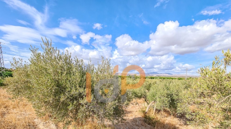 Almería - Huércal-Overa - 60000m2
