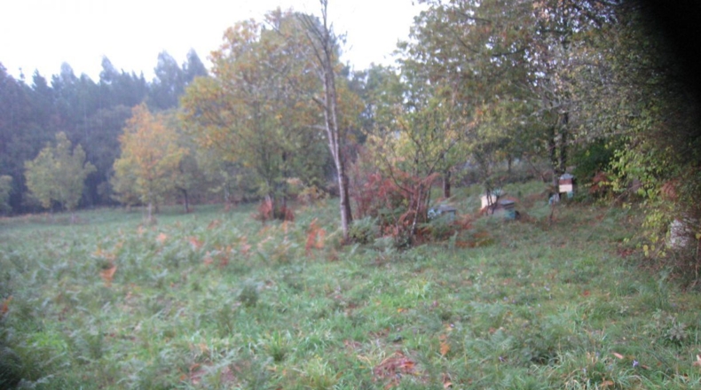 Lugo - Silvarrei - 5000m2