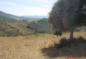 Non-developable land for sale in Casares ref: TR53683 photo