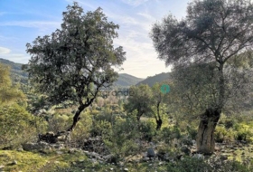 Gaucín 66000&nbsp;m² 