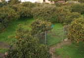 Terreny no urbanitzable en venda a Casares ref.: TR53666 foto