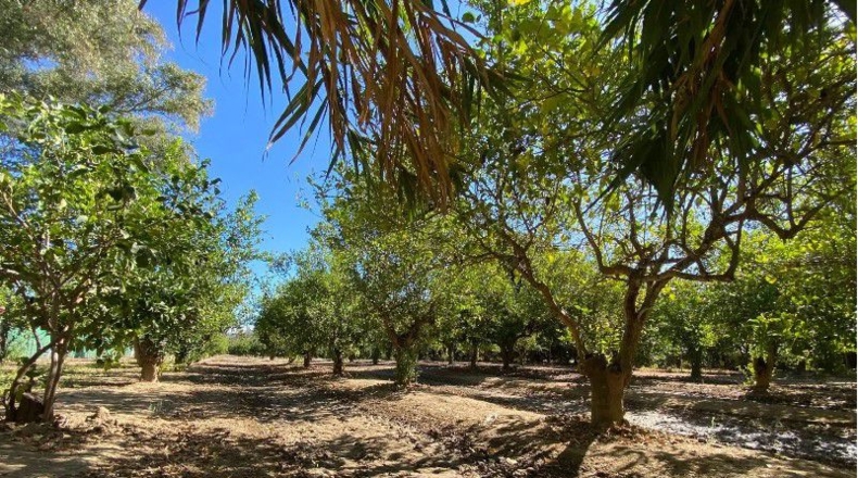 Cádiz - San Enrique de Guadiaro - 10158m2