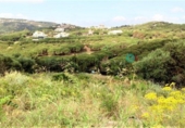 Terreny no urbanitzable en venda a San Roque ref.: TR254345 foto