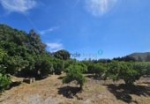 Finca rústica en venda a San Martín del Tesorillo ref.: TR184855 foto