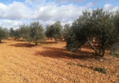 Rural estate for sale in Valdepeñas ref: TR187641 photo