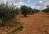 Rural estate for sale in Valdepeñas ref: TR187641 photo