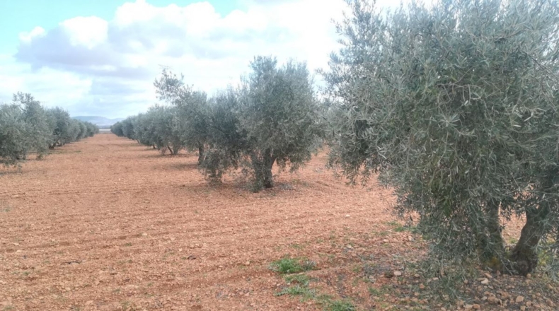 Ciudad Real - Valdepeñas - 16400m2