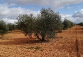 Rural estate for sale in Valdepeñas ref: TR187641 photo