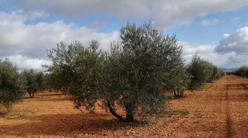 Ciudad Real - Valdepeñas - 16400m2