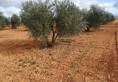 Rural estate for sale in Valdepeñas ref: TR187641 photo