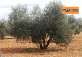 Rural estate for sale in Valdepeñas ref: TR187641 photo
