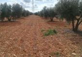 Rural estate for sale in Valdepeñas ref: TR187641 photo
