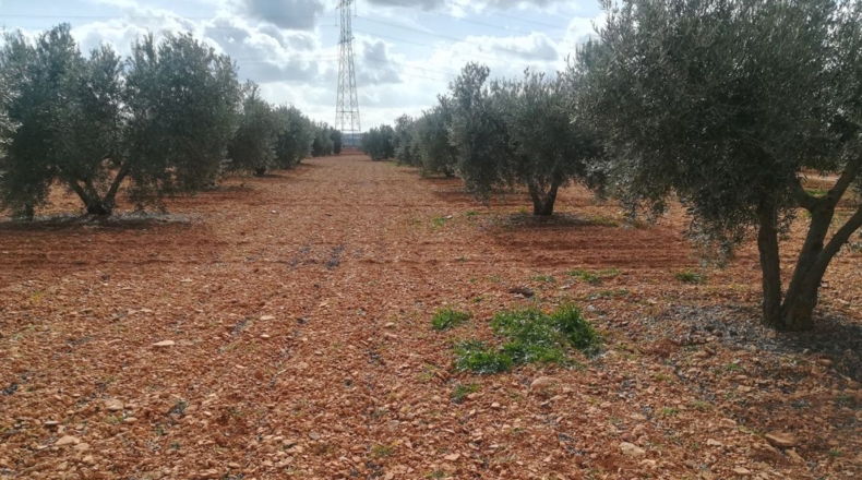 Ciudad Real - Valdepeñas - 16400m2
