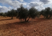 Rural estate for sale in Valdepeñas ref: TR187641 photo