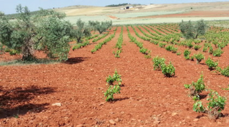 Ciudad Real - Valdepeñas - 14300m2