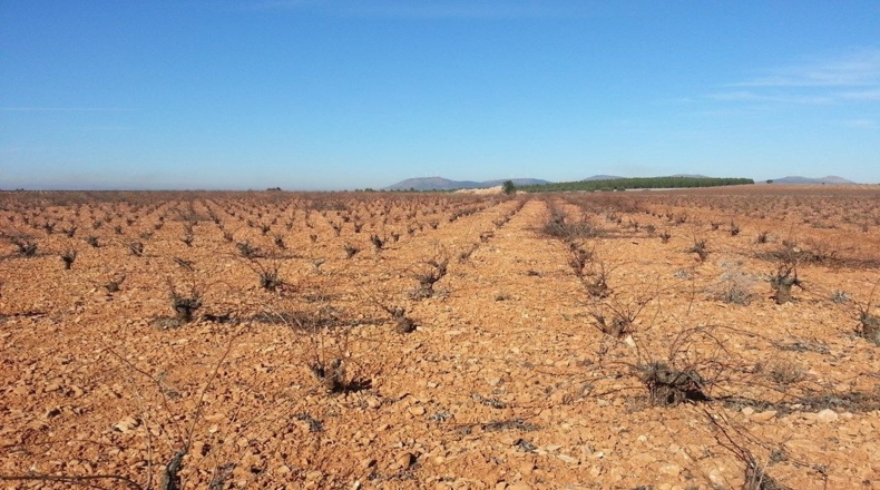 Ciudad Real - Valdepeñas - 20000m2