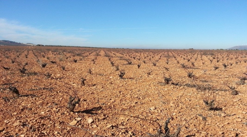 Ciudad Real - Valdepeñas - 20000m2