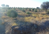 Non-developable land for sale in Aldeaquemada ref: TR53654 photo