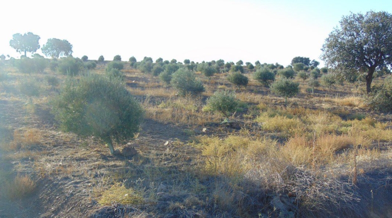 Jaén - Aldeaquemada - 86000m2
