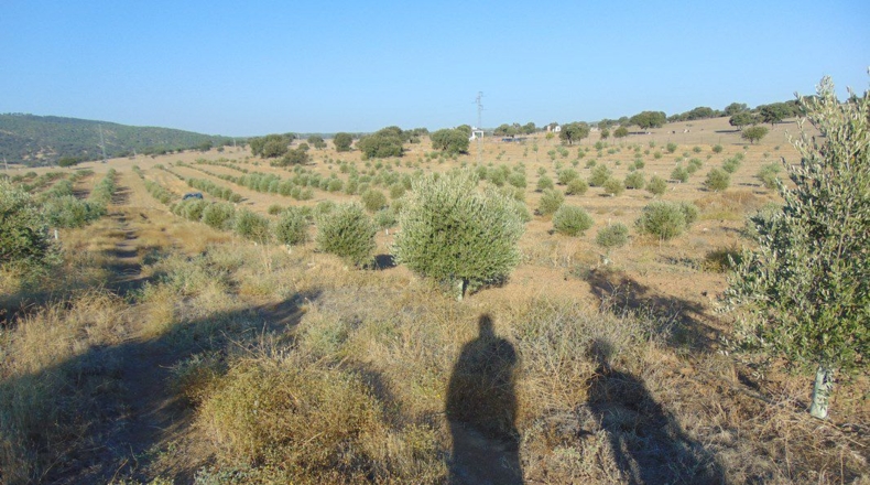 Jaén - Aldeaquemada - 86000m2