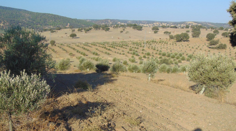 Jaén - Aldeaquemada - 86000m2